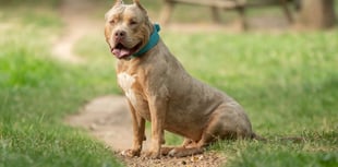 Dog in fatal Rogiet attack was an XL Bully say police