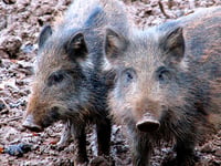 Contingency for disease would be to 'get rid' of boar - Stannard