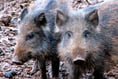 Contingency for disease would be to 'get rid' of boar - Stannard