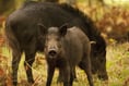 Residents urged to report sounds of gunfire amid rise in poaching