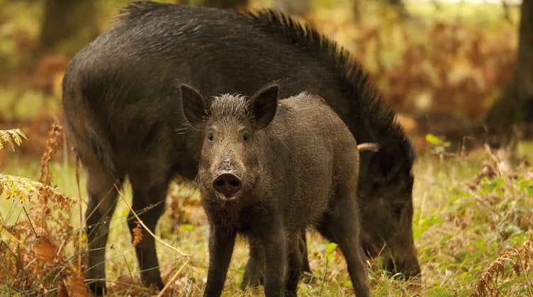 Police are urging people to report gunfire as Forestry England reports rise in poaching incidents