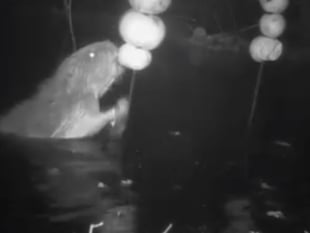 Video: Beaver kits at Lydbrook enclosure 'have discovered apples'