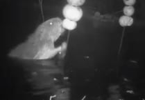 Video: Beaver kits at Lydbrook enclosure 'have discovered apples'