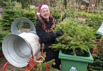 Forest Council continues tree recycling tradition for households