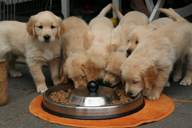 Puppies