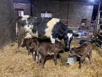 Monmouthshire cow defies odds of 400,000-1 with all-female triplets