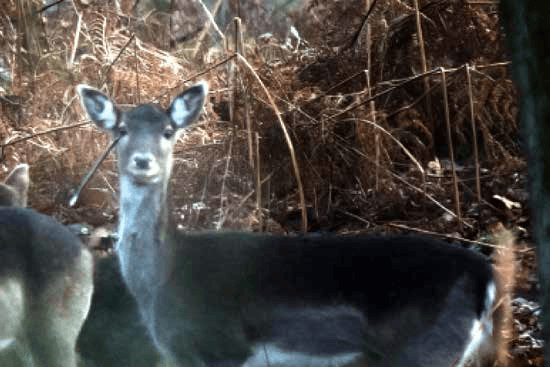 Deer shot in head