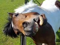 National horse charity gallops to 40th year of rescues