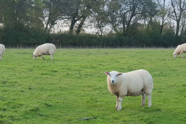 Gloucestershire Constabulary joins Operation Recall for animal safety