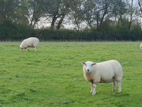 Gloucestershire Constabulary joins Operation Recall for animal safety