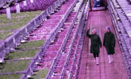 Pace-setting vertical farm opens in Lydney