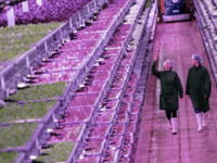 Pace-setting vertical farm opens in Lydney