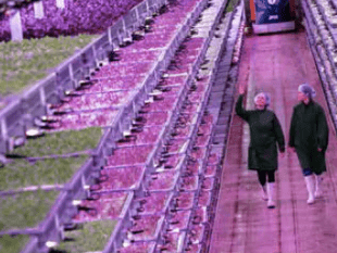 Pace-setting vertical farm opens in Lydney