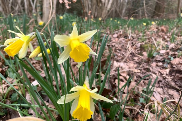 Stiles replaced in time for daffodil season 