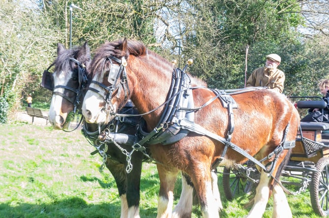A carriage ride around Newent Lake with Colcroft Shires.