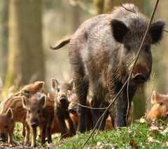 Two men charged with wildlife offences after dead boar found