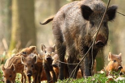 Wild boars In the Forest