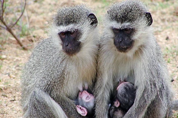 Monkeys are among the residents at WildSide