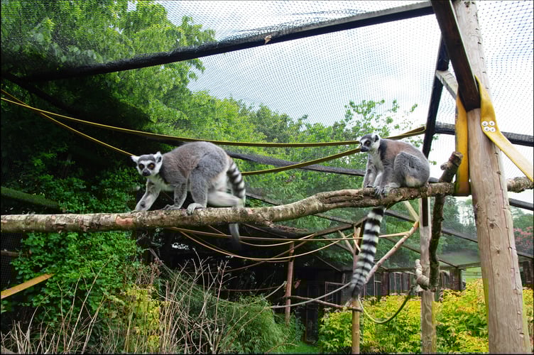 Rescued ring-tailed lemurs love their new home