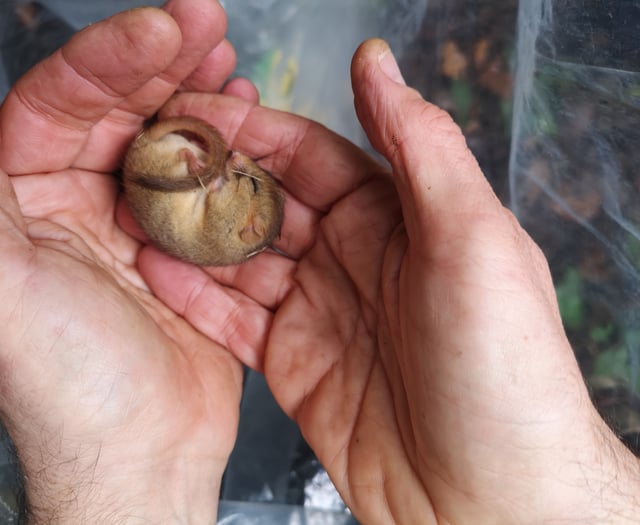 Bridging the gap for dormice in the Forest