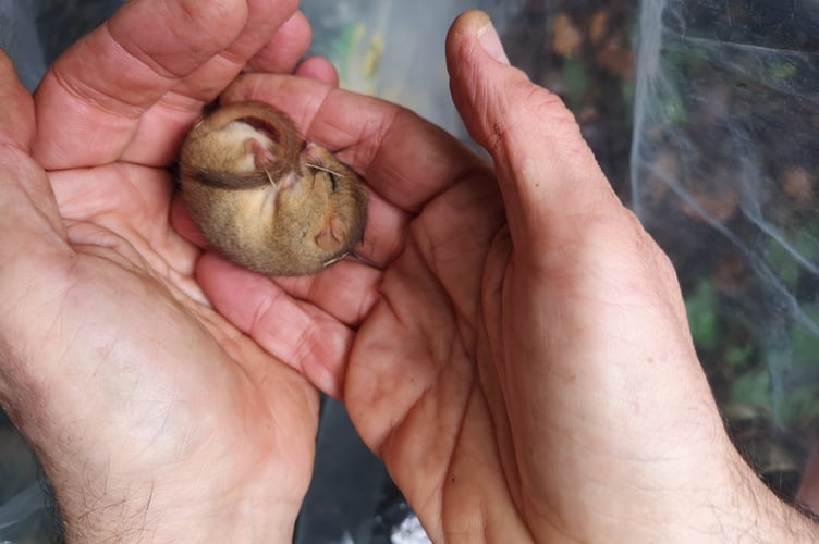 Dormouse