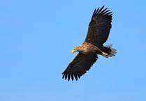 Estuary sea eagle plan