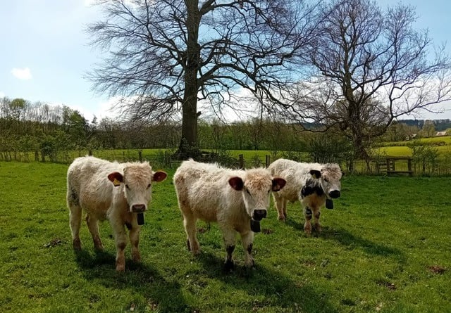 Welsh Cattle