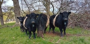 Bog-trotting superstars return  to help restore valuable habitat 