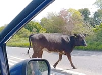Bull brings A48 near Chepstow to a standstill