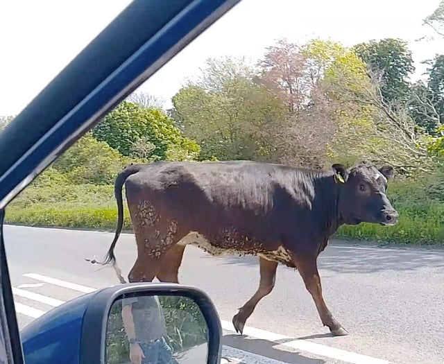 Bull brings A48 near Chepstow to a standstill
