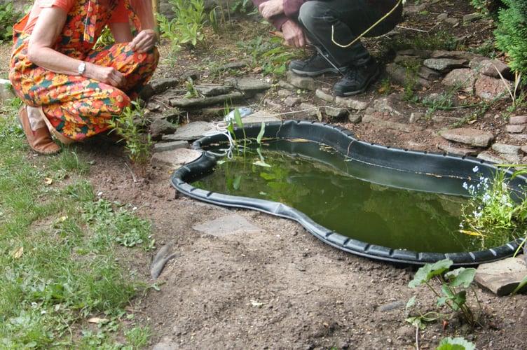 pond