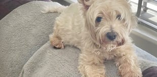 Funds raised for dog’s cancer operation 