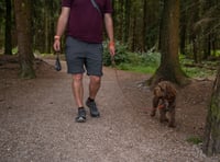 New rules for dog walkers 