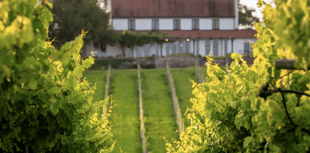 Vineyards shines with four medals at national awards 