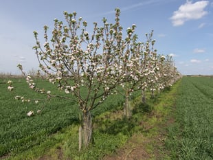 Lloyds Banking Group offers financial aid for agroforestry projects