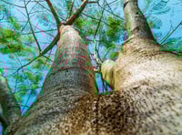 Faith in the Forest with Rev Simon Mason