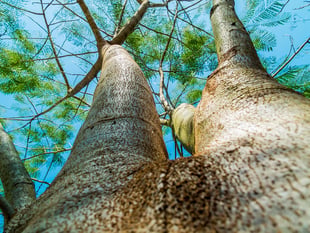 Faith in the Forest with Rev Simon Mason