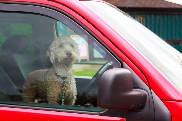 Keep your hot dogs cool in the warm weather