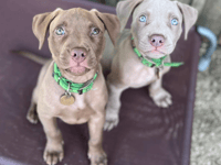 Puppy pair find forever homes following rescue to Gloucestershire 