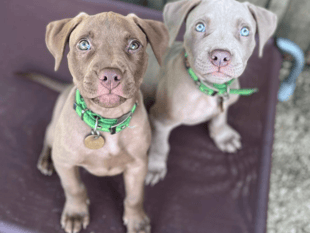 Puppy pair find forever homes following rescue to Gloucestershire 
