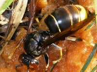 Gloucestershire Professor invites assistance for Asian hornet study
