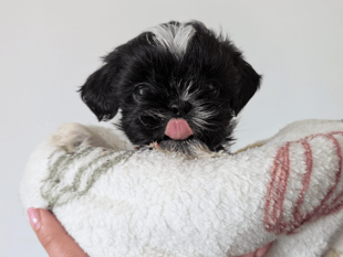 Urgent appeal issued for dog’s life-saving treatment 