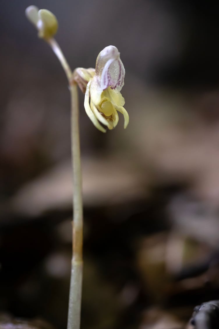 A rare ghost orchid pictured at a secret location in the UK this year