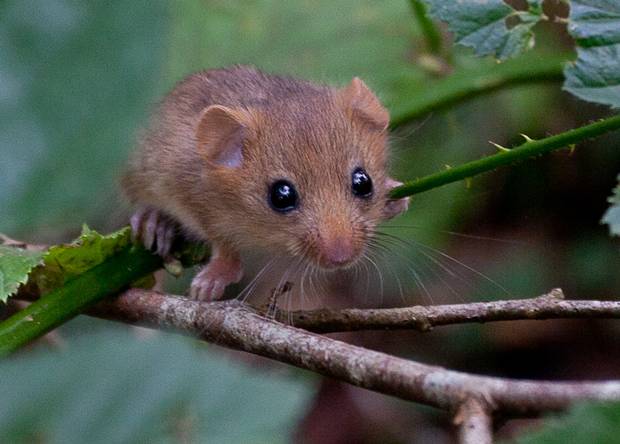 A dormouse.