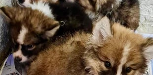 Puppies dumped in a skip are on the mend