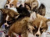 Puppies dumped in a skip are on the mend