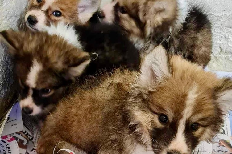 The puppies after they were found dumped in a box in a skip. Photo: Forest of Dean Dog Rescue 