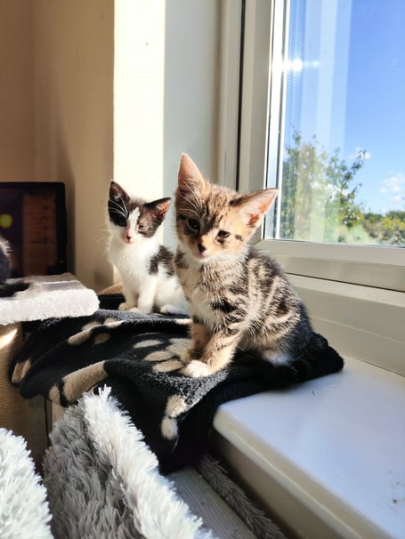 Kittens