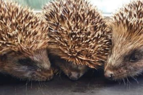 Cover photo for Samantha's Little Prickles