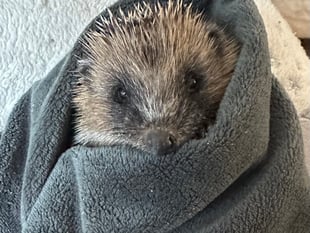 Forest of Dean Hedgehog Rescue seeks volunteers